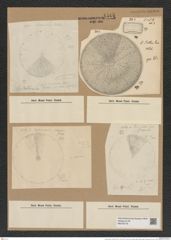 Coscinodiscus rothii (Ehr.) Grun. (de-Toni-Nr.: Genus 202, Species 4950) Zeichnungen Sammlung Grunow Nr. 8545 (NHMW-BOT-W0378179)